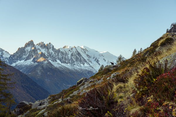 Chaine du Mont-Blanc et le maitre des lieux
