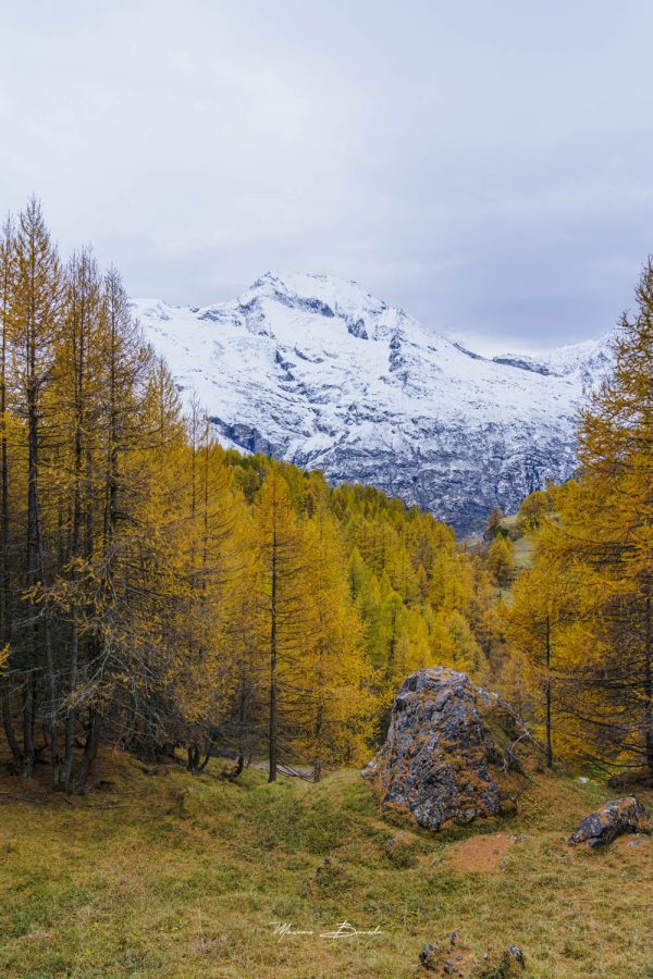 Le Mont Pourri et ses mélèzes d'automne