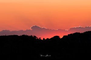 Maxime Borreda - Arbres en silhouettes au coucher de soleil